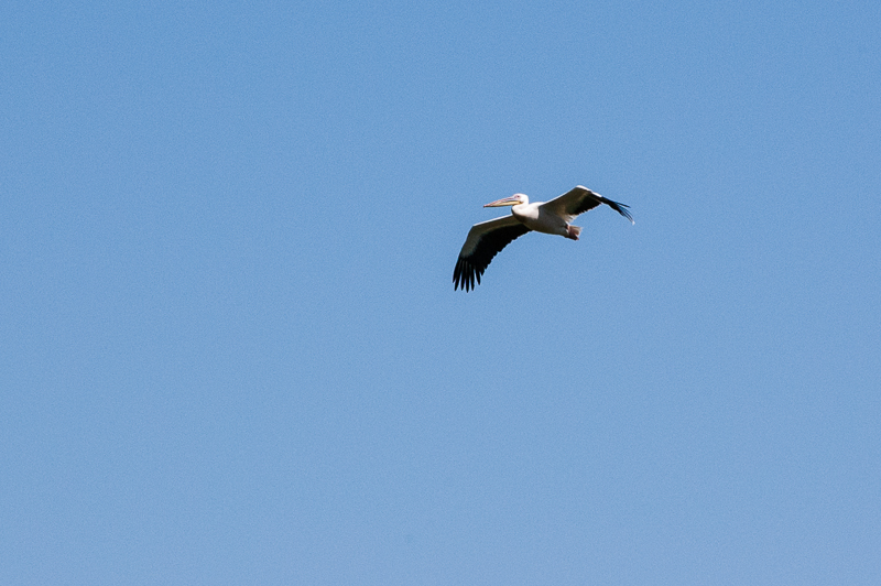 Delta Dunarii - pelican
